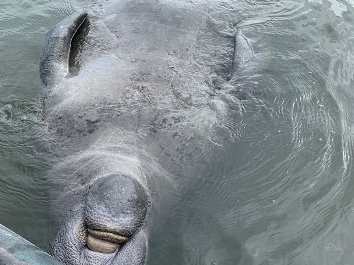 a close up of a polar bear swimming in the water