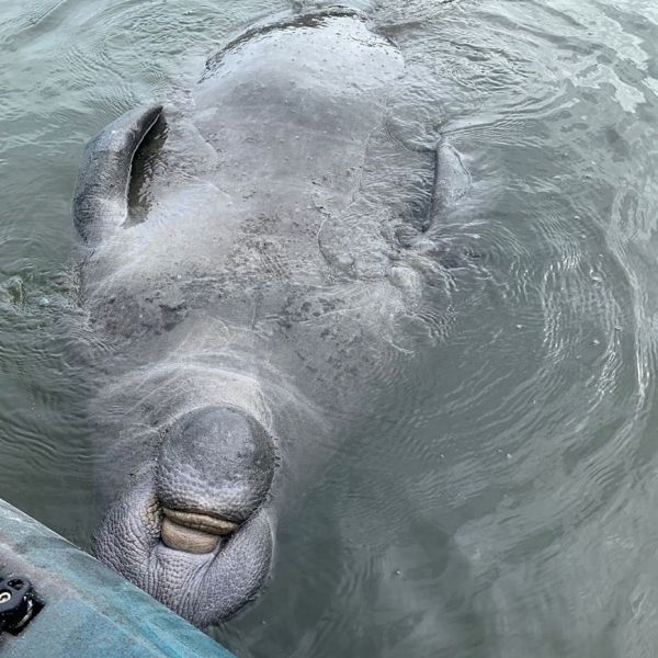 a close up of a polar bear swimming in the water