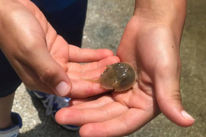 a hand holding a baby