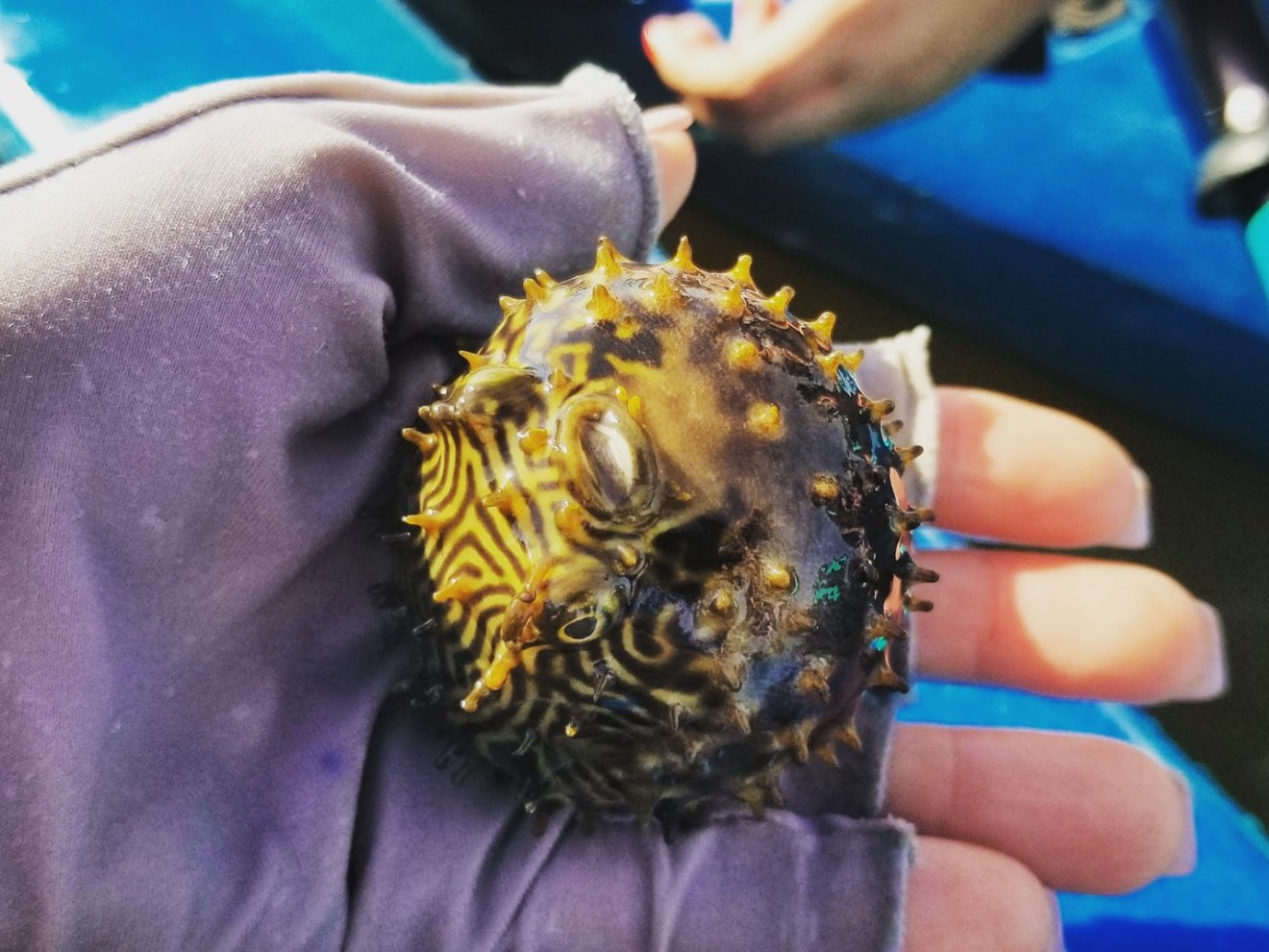 a close up of a hand holding a flower