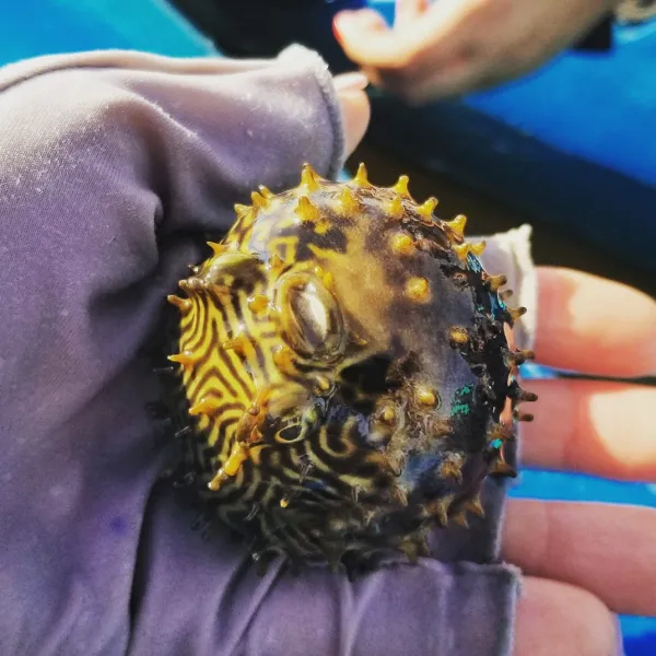 a close up of a hand holding a flower
