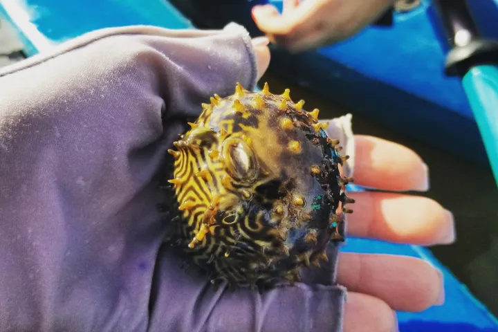 a close up of a hand holding a flower