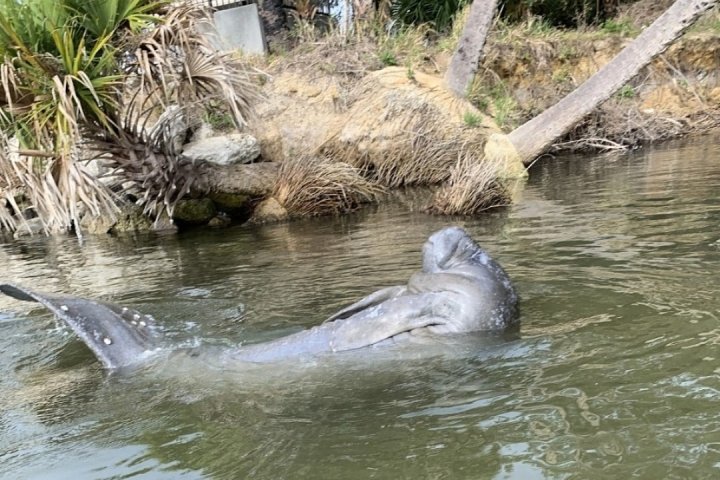an animal swimming in the water