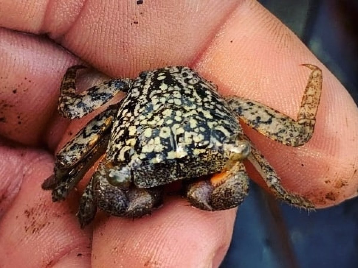 a hand holding an animal