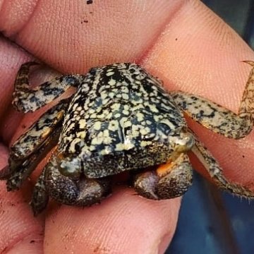 a hand holding an animal