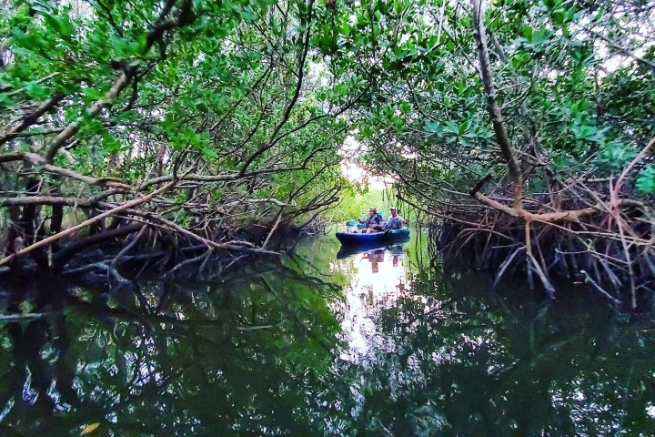a large tree surrounded by water