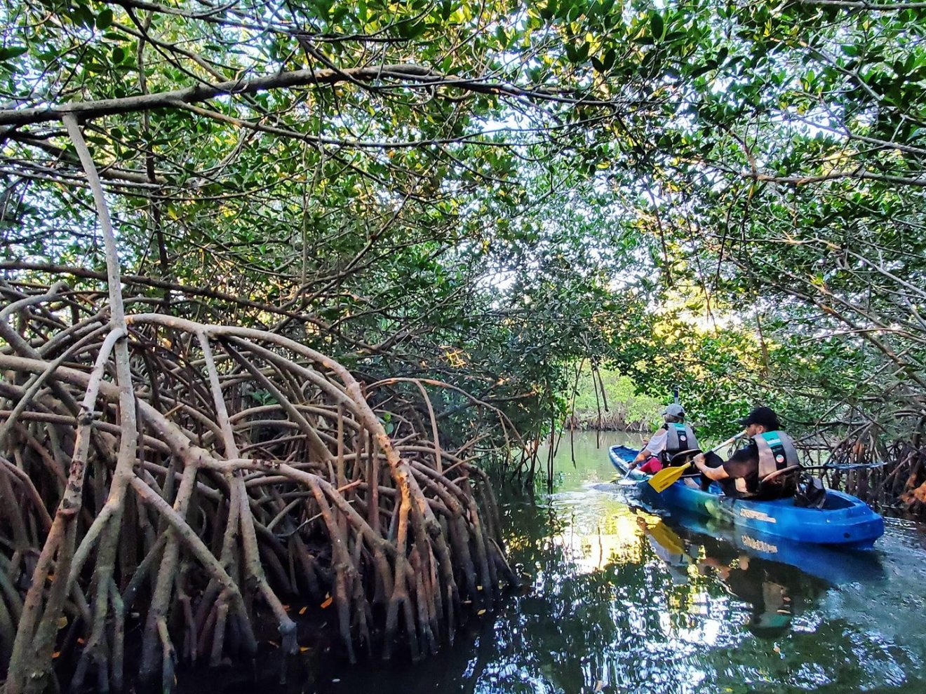 a person riding on the back of a boat next to a tree