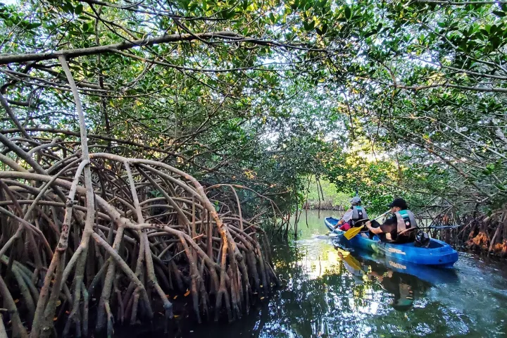 a person riding on the back of a boat next to a tree