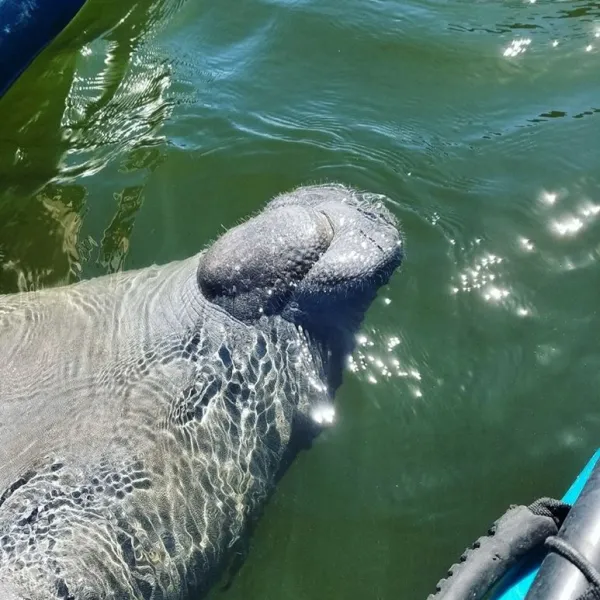 an animal swimming in the water