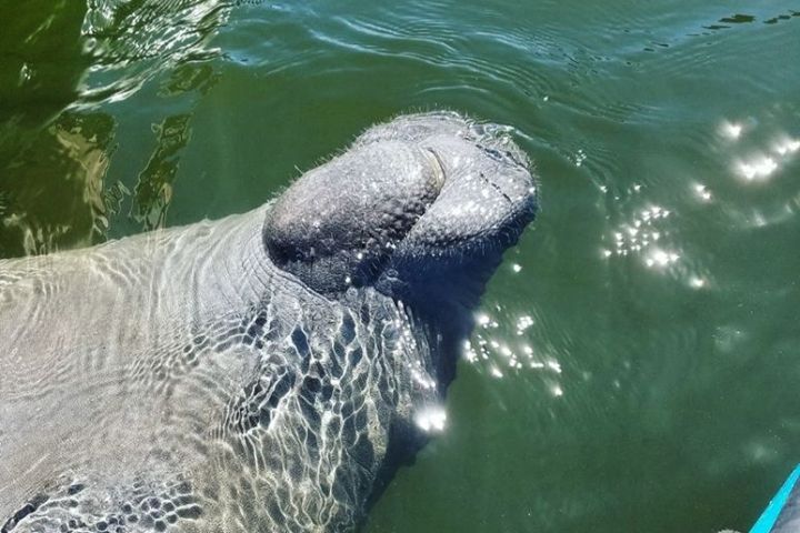 an animal swimming in the water