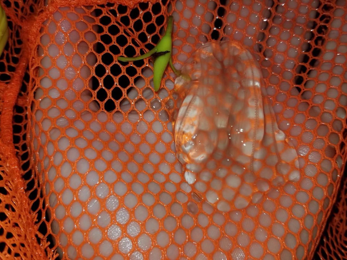 a close up of a basket