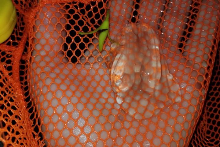 a close up of a basket