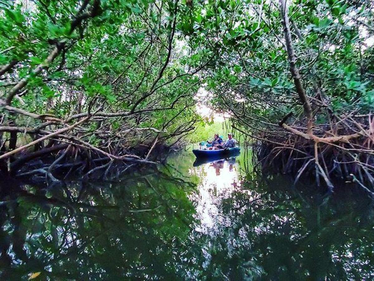 a large tree surrounded by water
