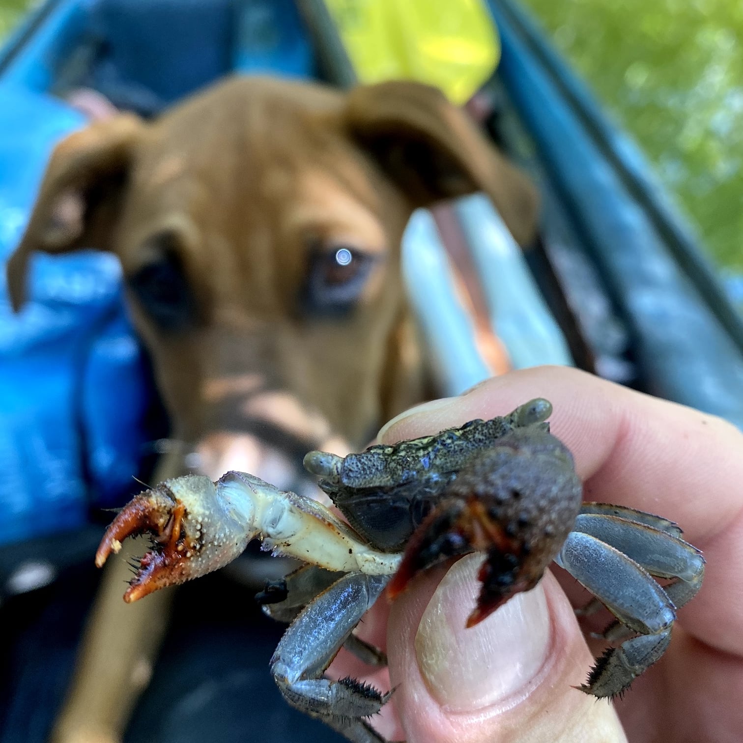 a person holding a dog