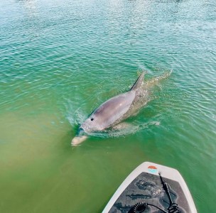 an animal swimming in the water