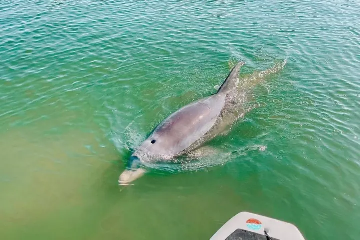 an animal swimming in the water