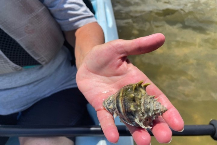 a hand holding a cell phone