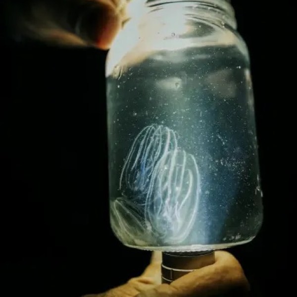 Hand holding a jar with glowing jellyfish-like creatures inside, illuminated against a dark background.