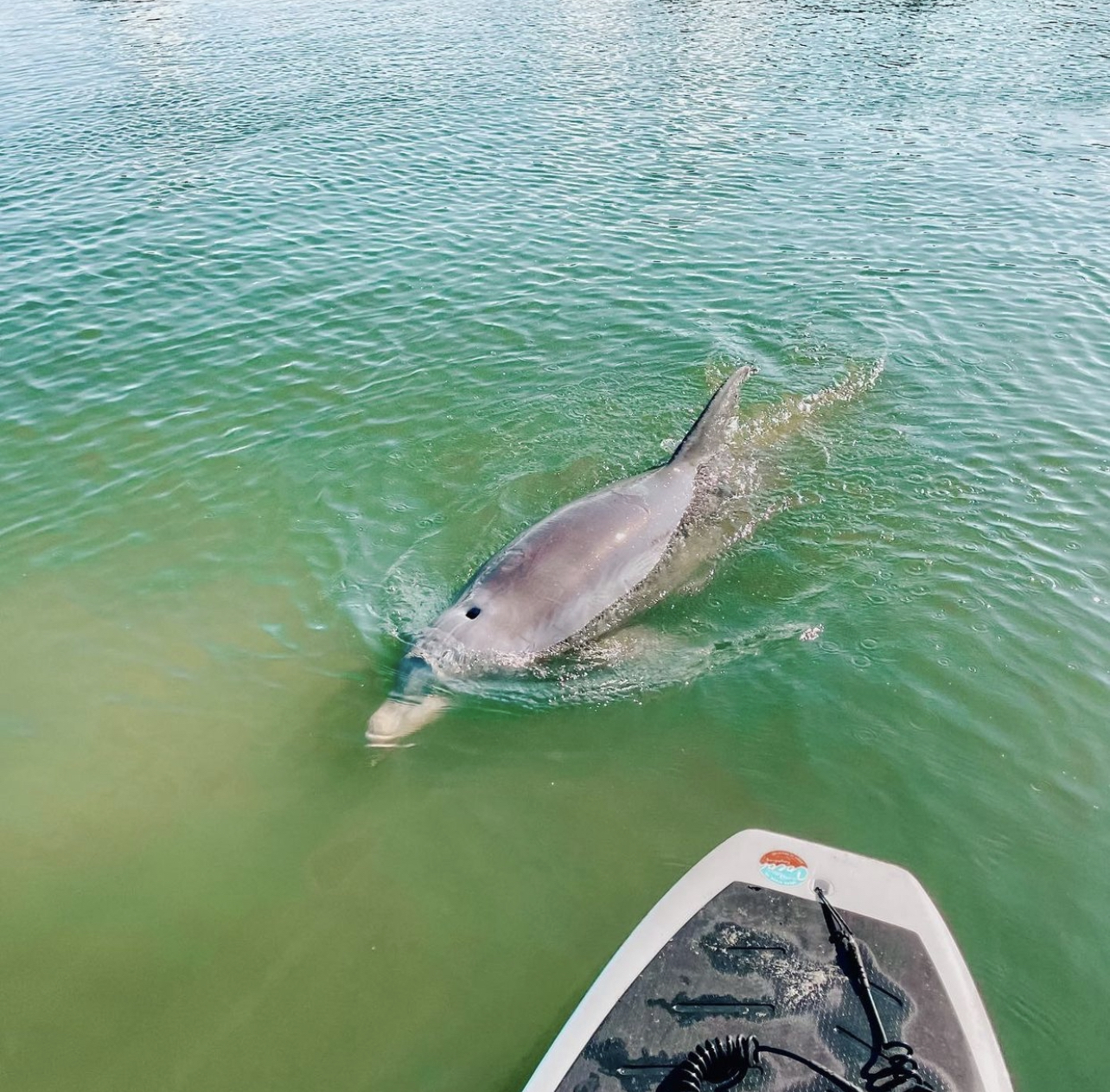 a dog swimming in a body of water