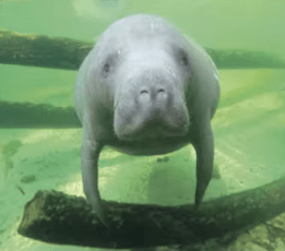 Moo Shoo the Manatee
