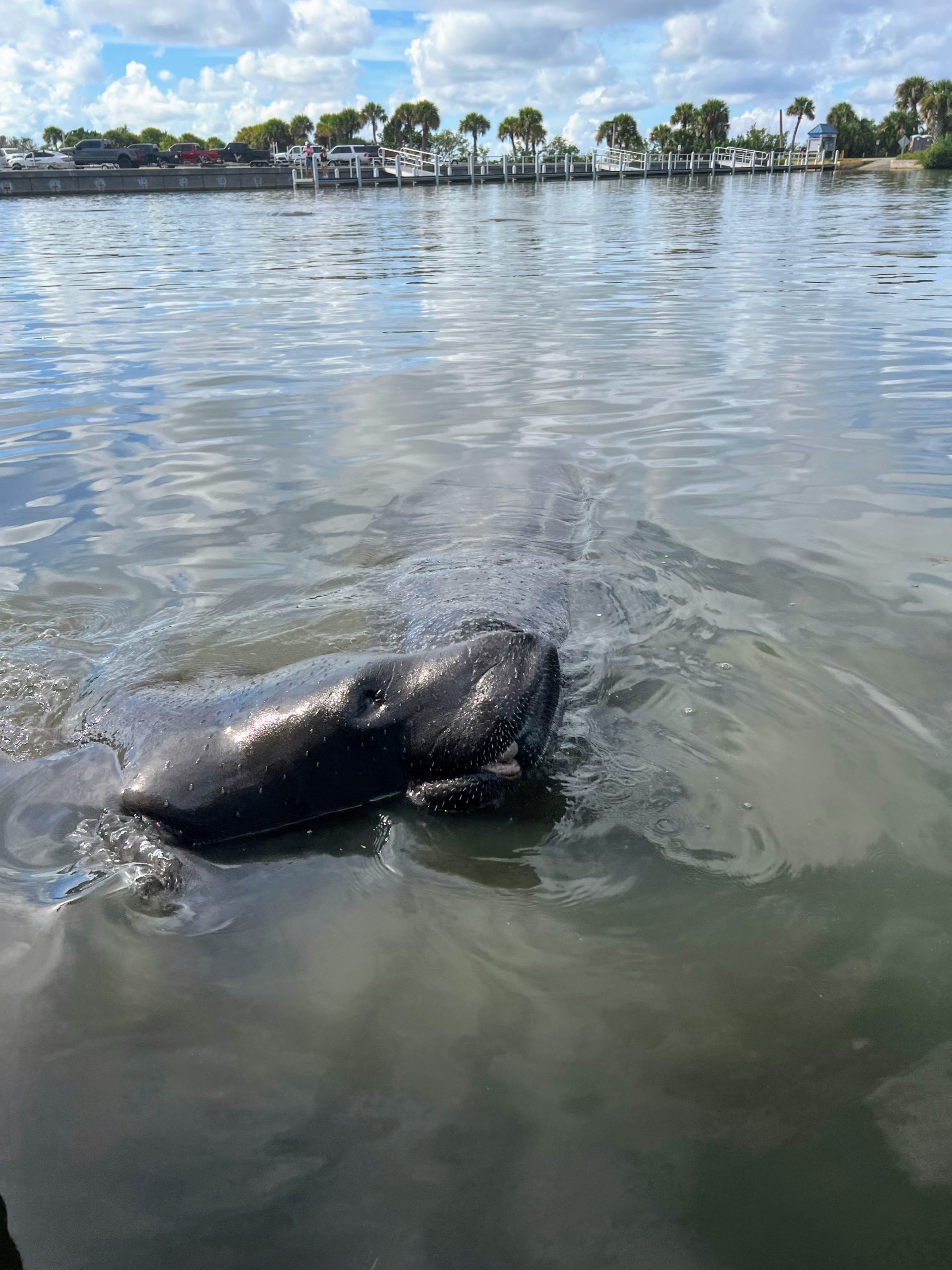 a dog swimming in a body of water