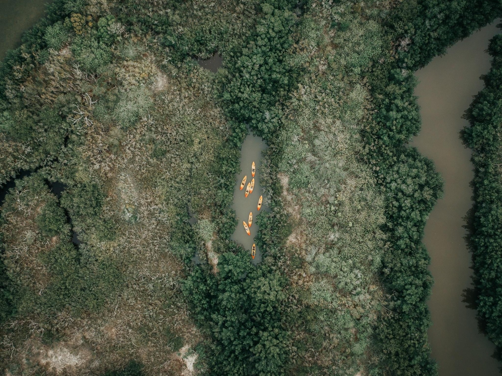 a close up of a tree