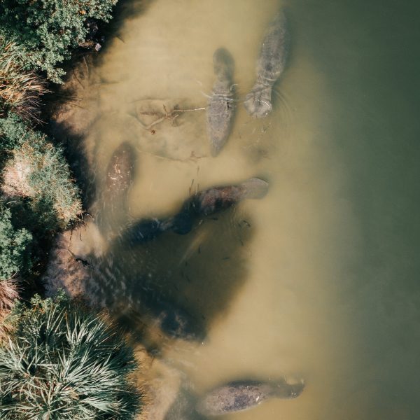 a close up of some bushes