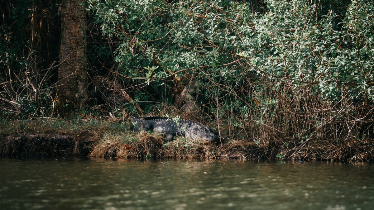 a close up of a tree surrounded by water