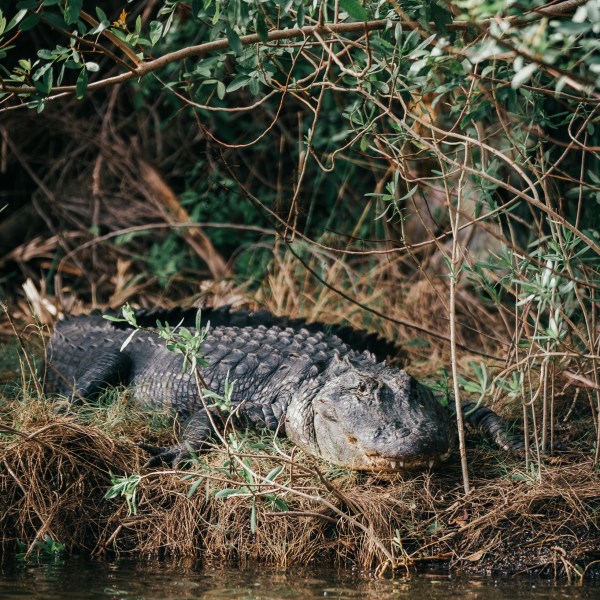 a reptile in the water