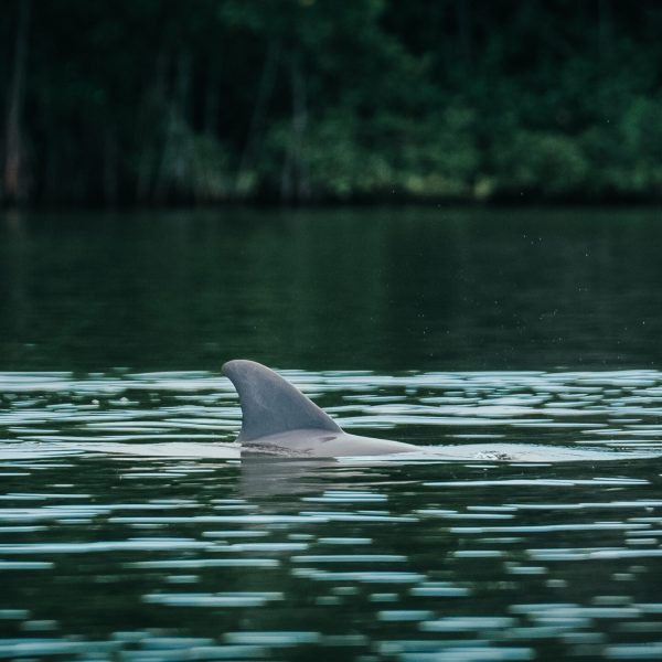 a bird swimming in water next to a body of water