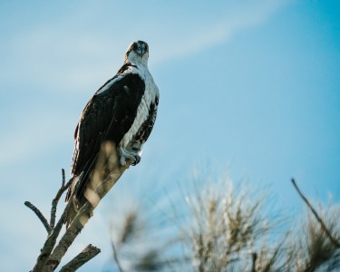 a bird perched on a tree branch
