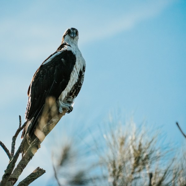 a bird perched on a tree branch