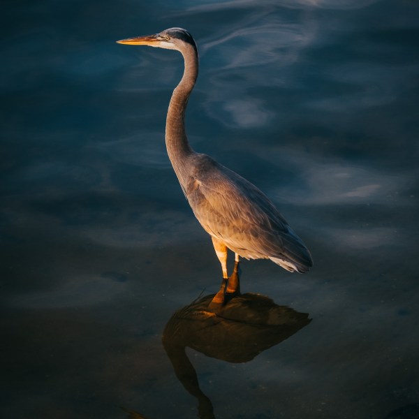 a bird standing next to a body of water