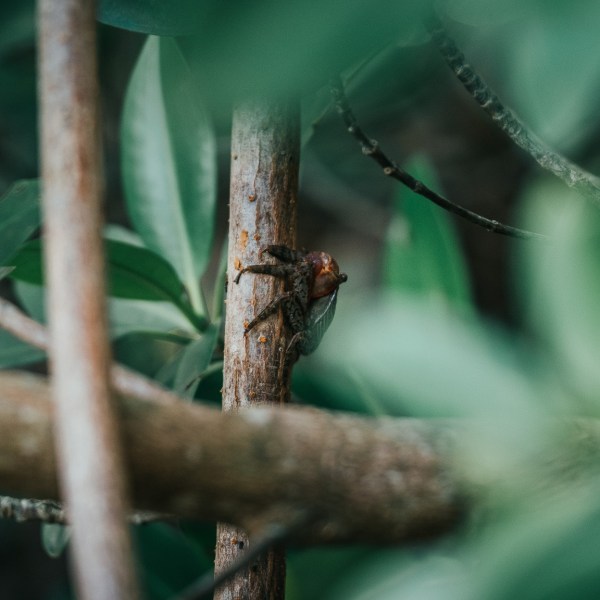a bird sitting on a branch