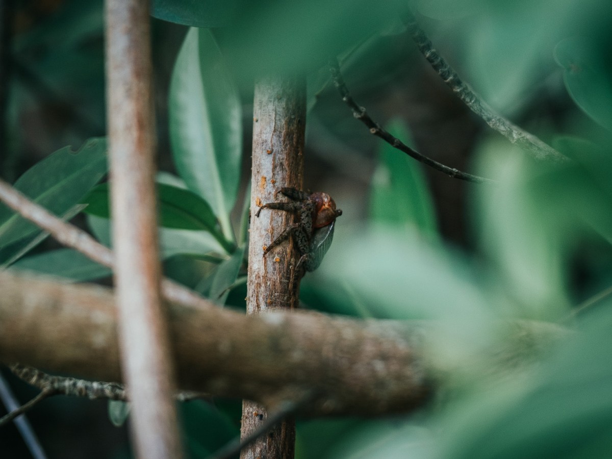 a bird sitting on a branch