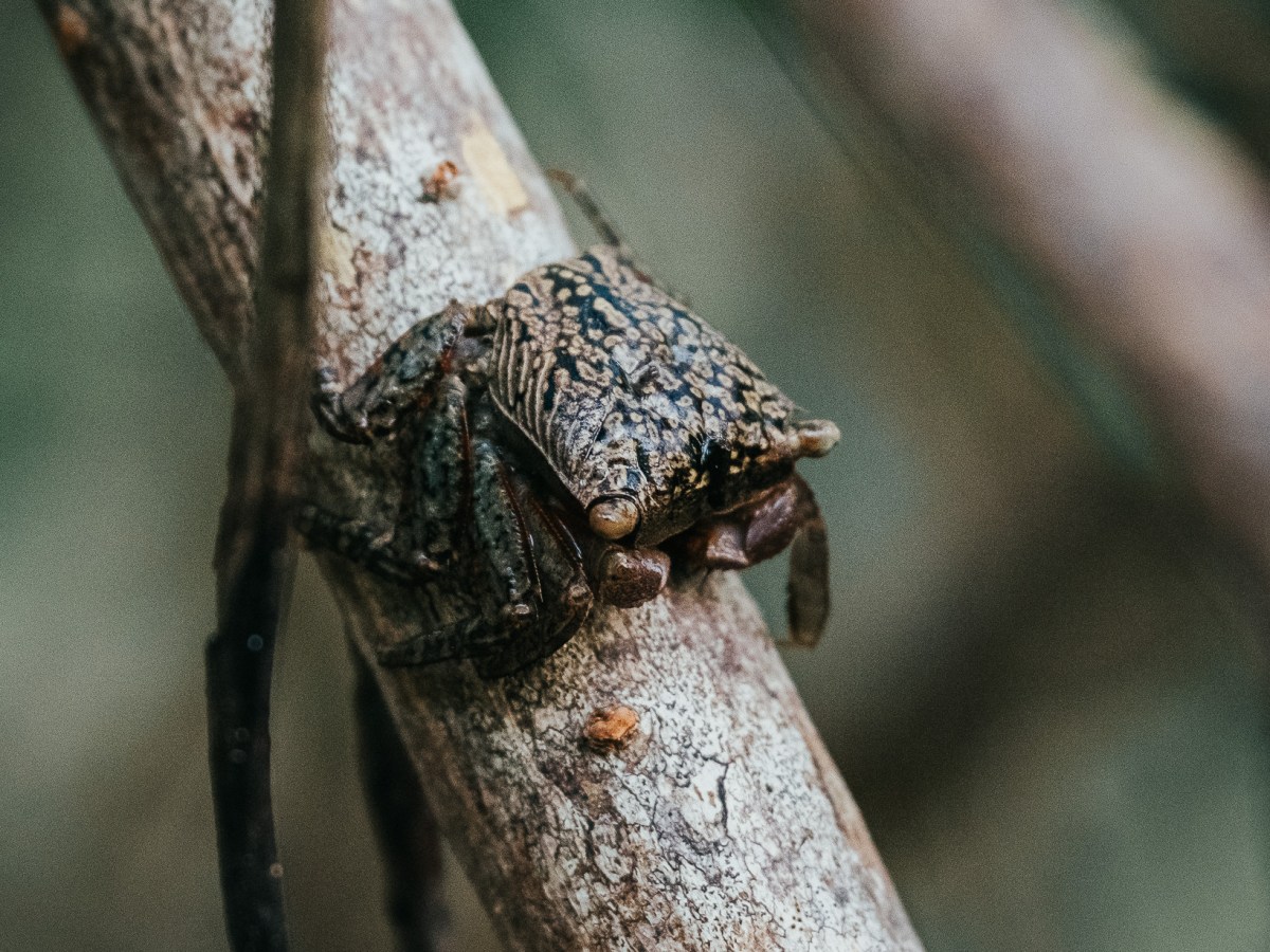 a close up of an animal