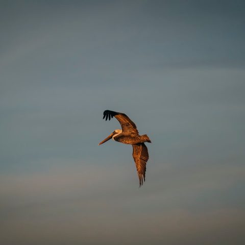 a bird flying in the air on a cloudy day