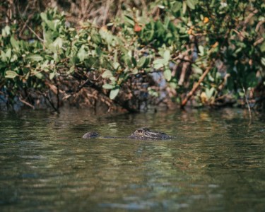 a bird swimming in water