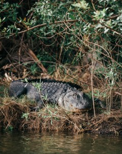 a reptile in the water