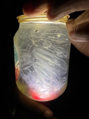 a hand holding a plastic bag