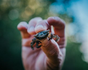 a close up of a person holding a frog