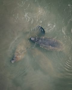 a fish swimming under water