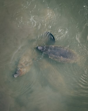 a polar bear swimming in the water