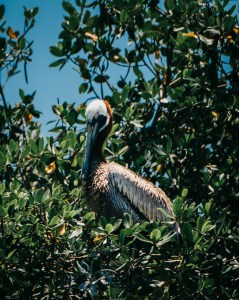 a bird standing on a branch