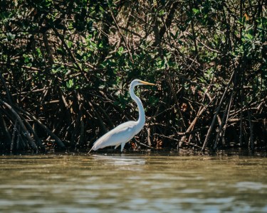 a bird standing next to a body of water