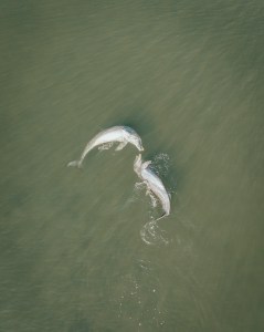 a bird flying over a body of water