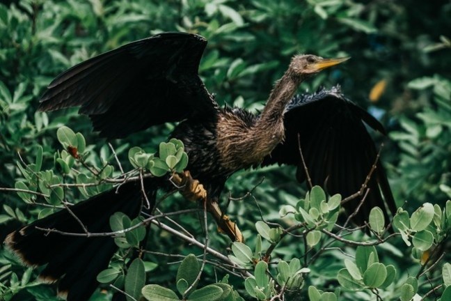 a bird that is standing in a forest