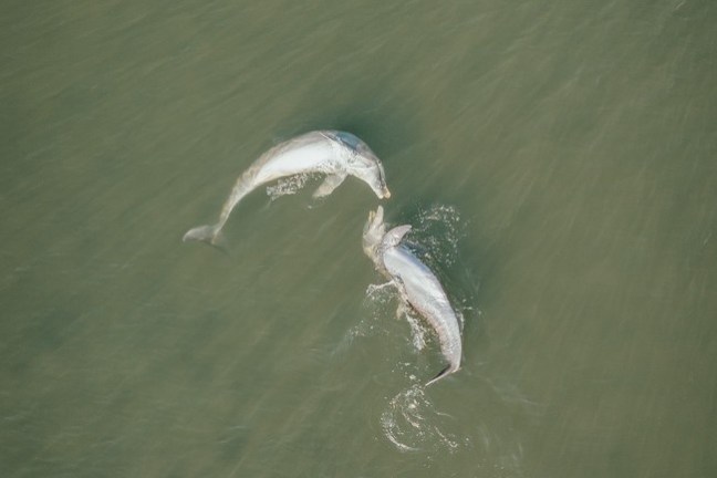 a bird flying over a body of water