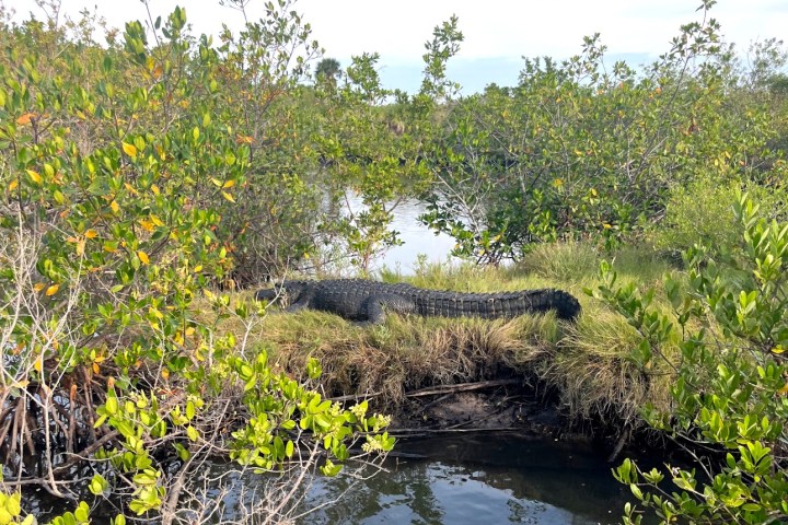a group of bushes in a pond