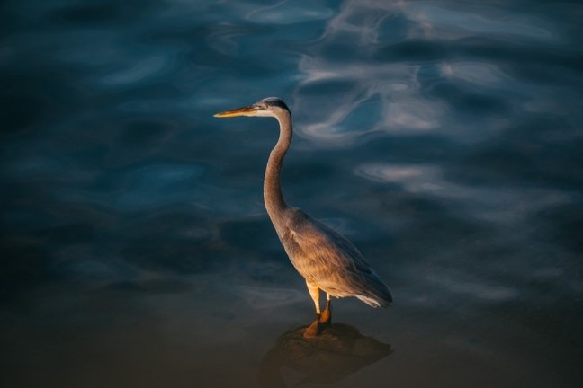 a bird standing on the edge of a body of water
